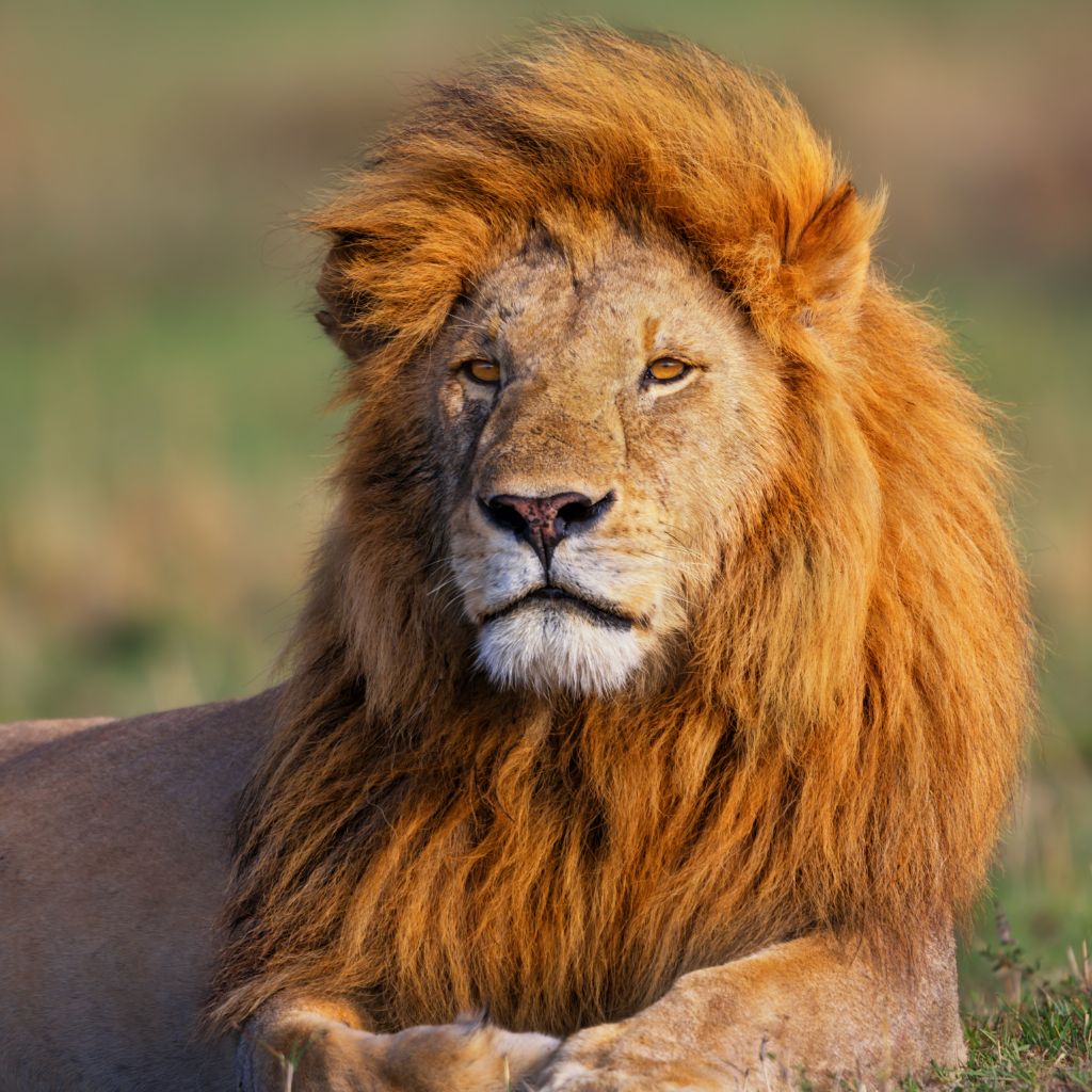 Que vaut un lion sur TikTok