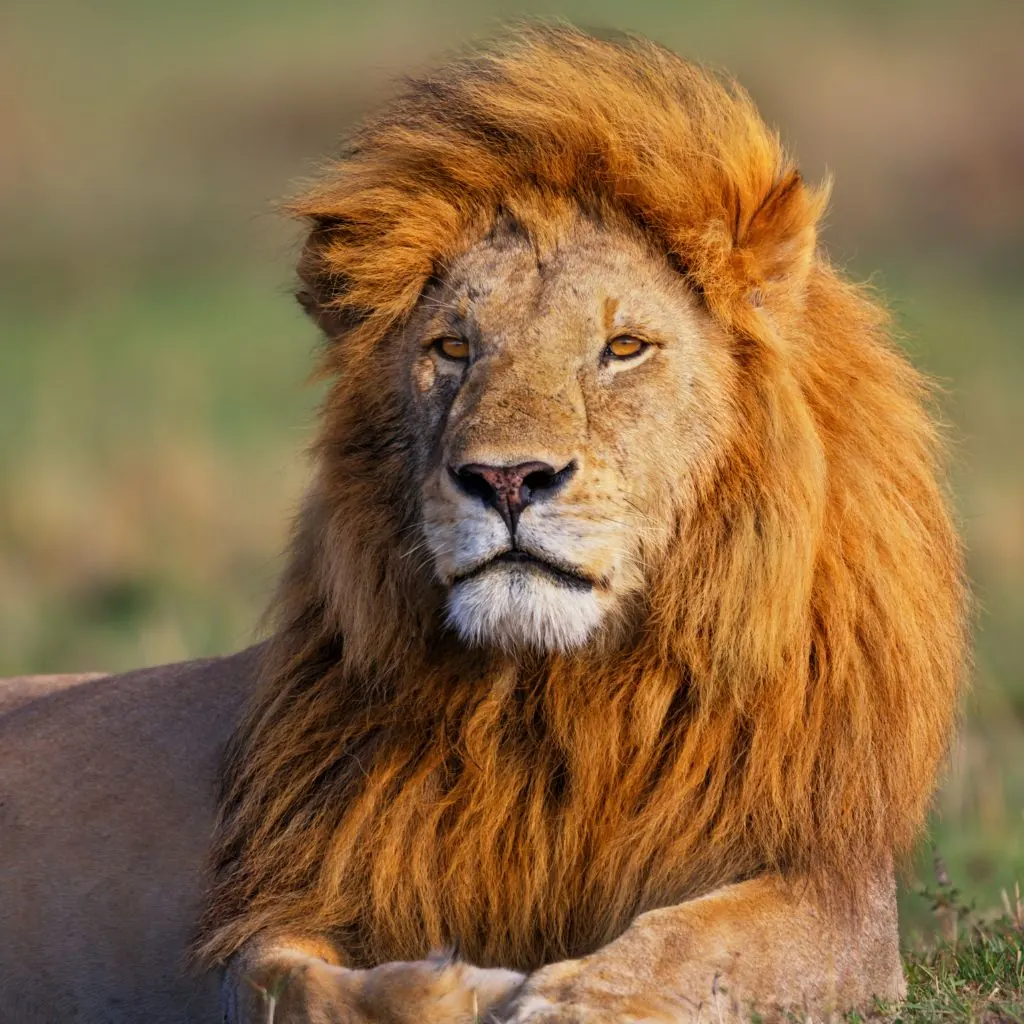 León de melena espesa tumbado en la hierba